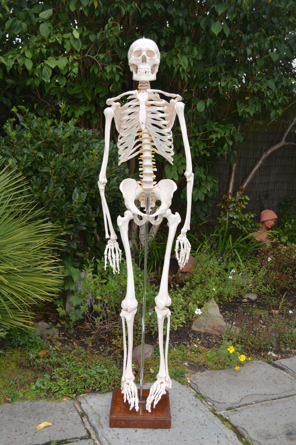 Vintage articulated anatomical life size human skeleton on stand