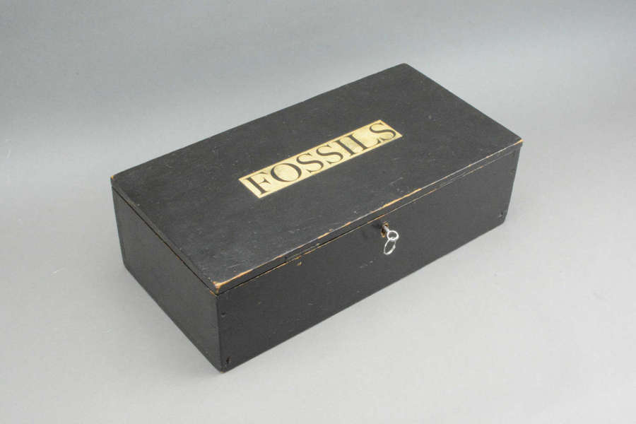 A vintage fossil collection held within a black wooden box.