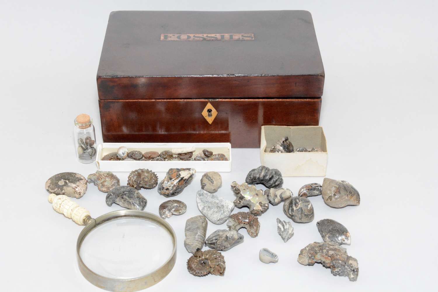 A collection of fossils held within an early Victorian box