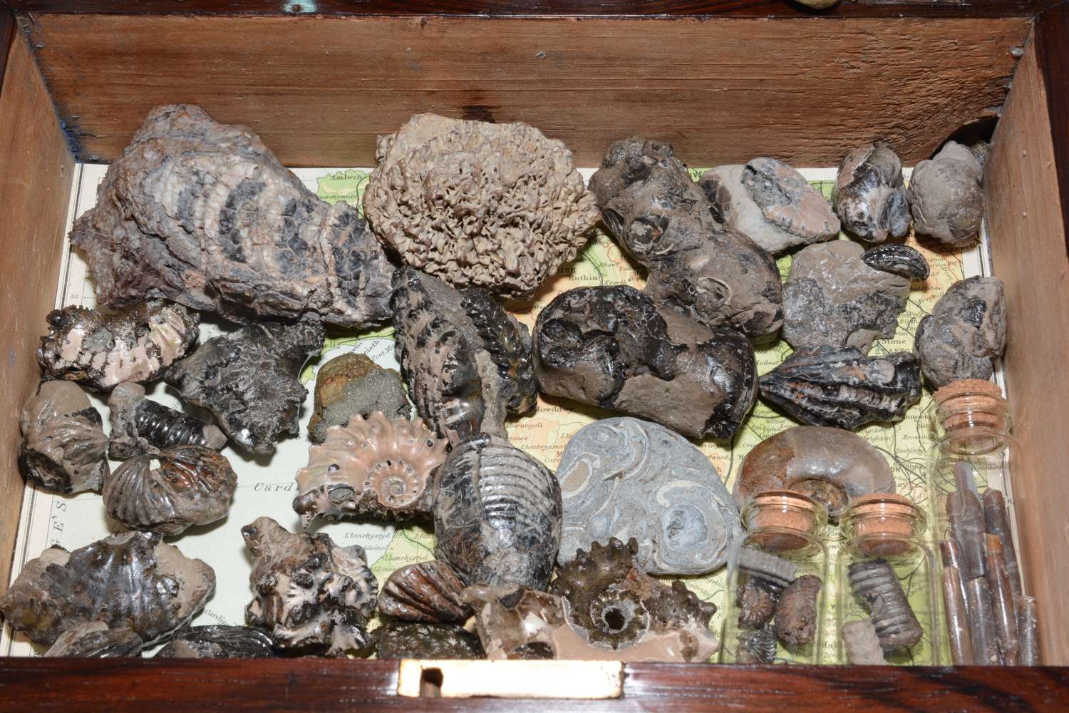 A collection of fossils held within an early Victorian box