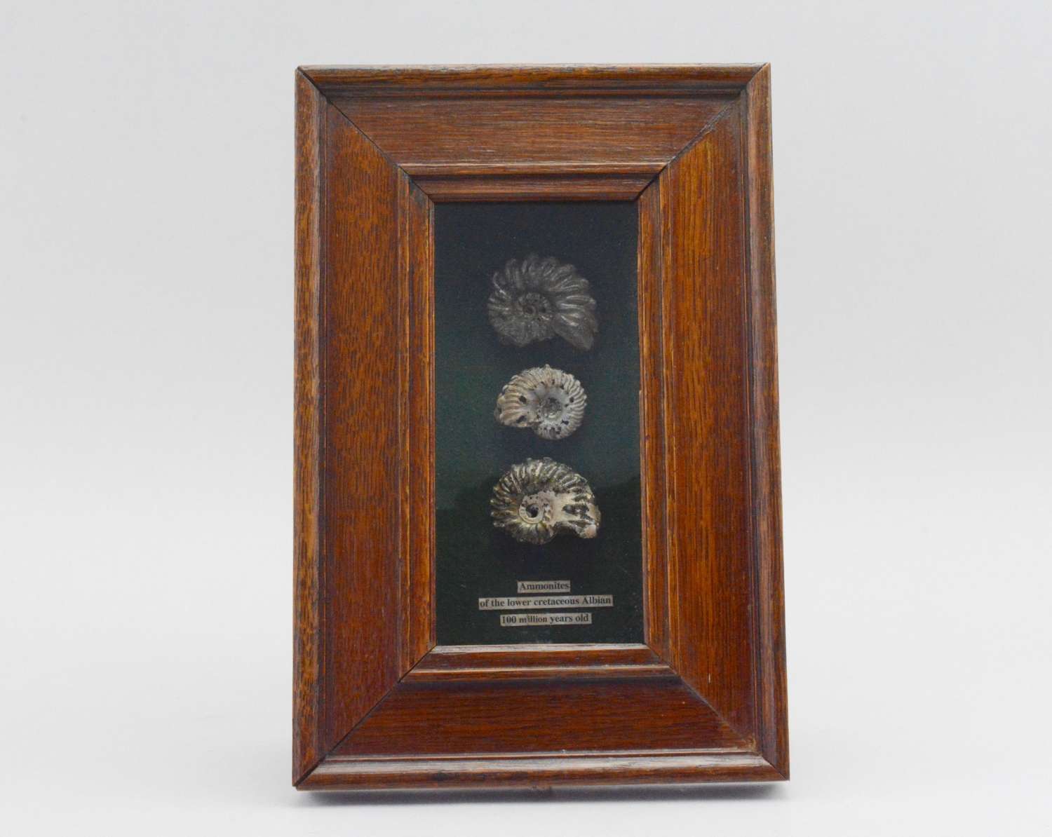 Three beautiful Ammonite specimens in an antique box frame.