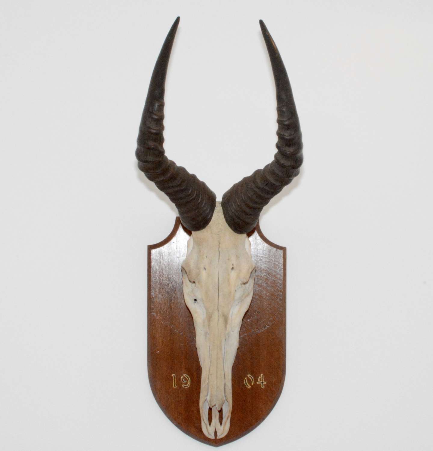 Large African Springbock hunting trophy mounted on a solid oak shield